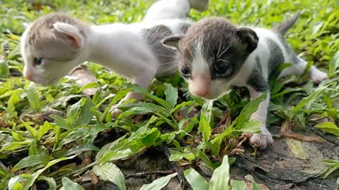 Cat Miao Miao Voice Lovely