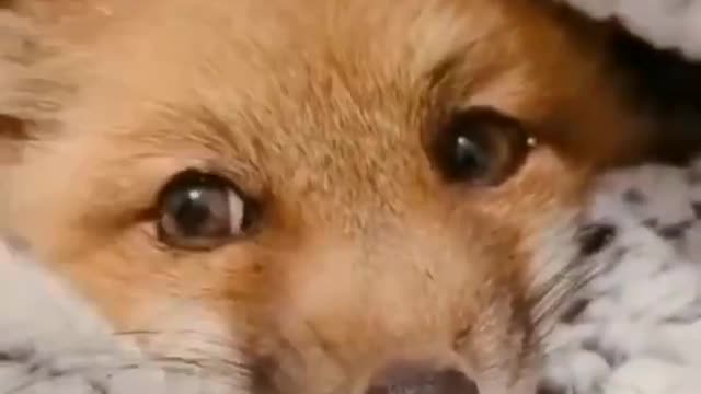Very cute little Fox! Just look at this!? :3