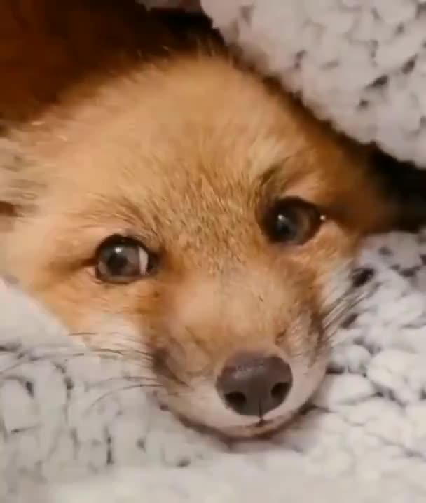 Very cute little Fox! Just look at this!? :3