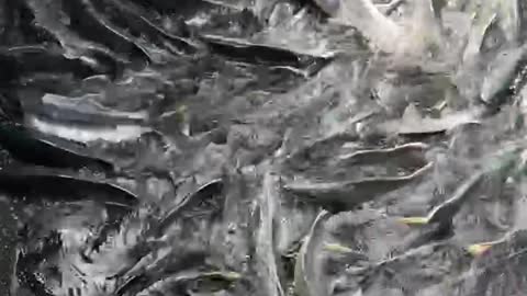 Hatchery fun