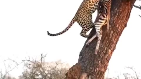 Leopard Attempts To Hoist Zebra Carcass