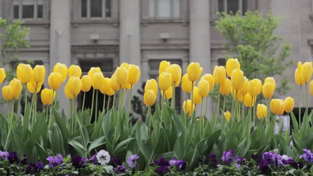 relaxing with music and flowers