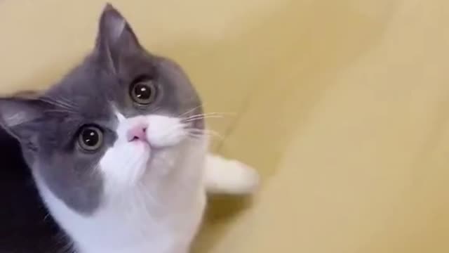 Kittens Meowing Compilation Cuteness Overloaded