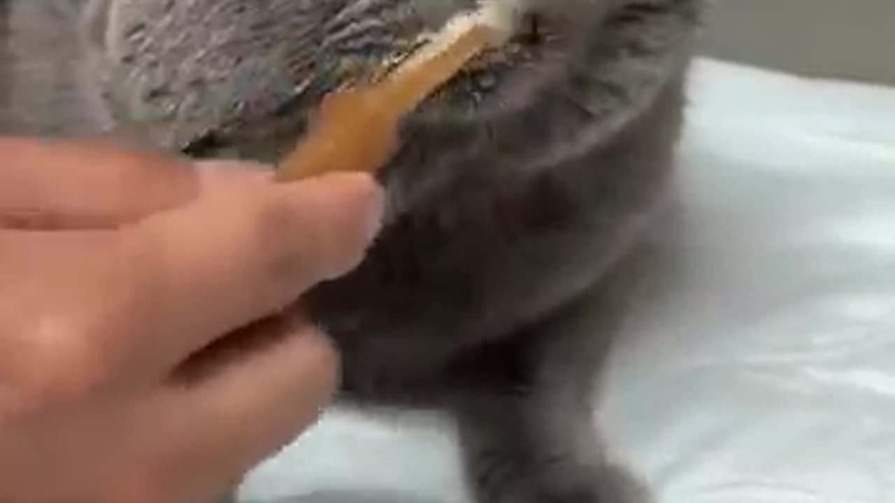 Pet brush #for you #funny cat video😂🤣