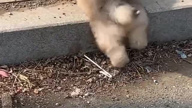 The dog's eyes are so beautiful.