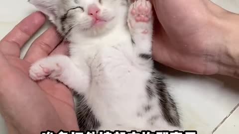 Sleeping kitten