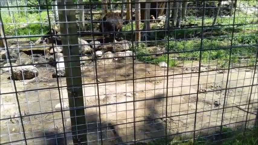 Garlyn Zoo Bears Naubinway Michigan