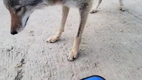 CRAZY COYOTE