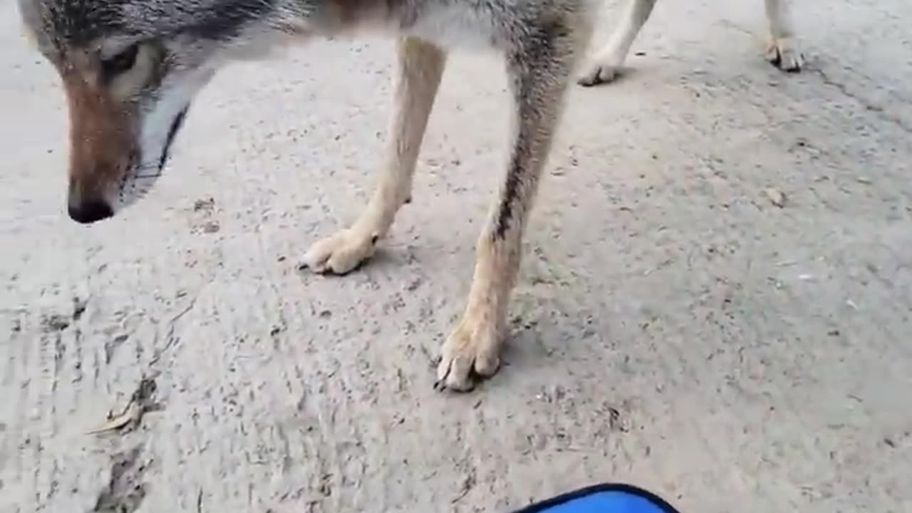 CRAZY COYOTE