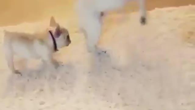 very funny french bull dog !! Dance floor !!