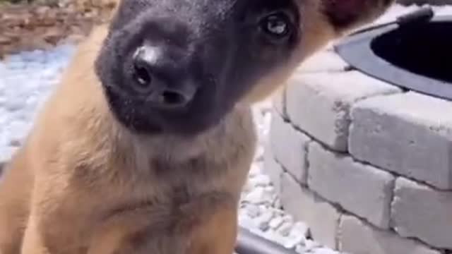 Dogs having fun toddler with his owner