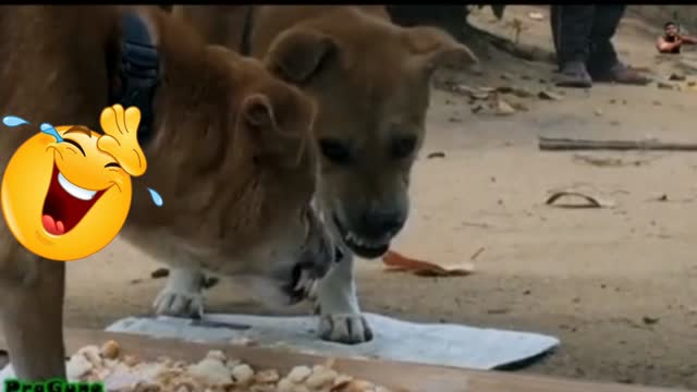 Funny, Dog owner puts dog food in front of a mirror