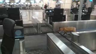 Fox Trots Around Russian Airport