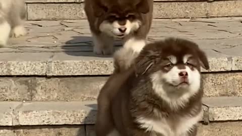 Three cute puppies。