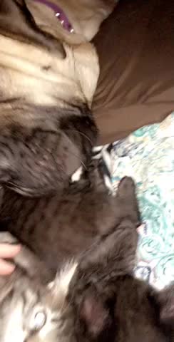 Mastiff loves his kittens