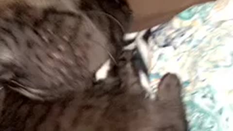 Mastiff loves his kittens