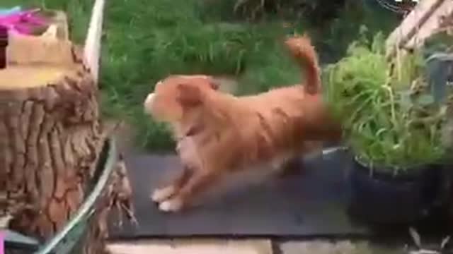 Cute dog cleans his feet before getting inside the house