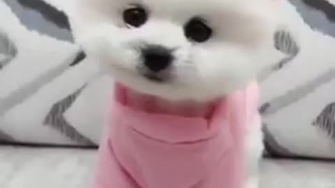 Cute 🐶 puppy video _shorts_ cute _puppy