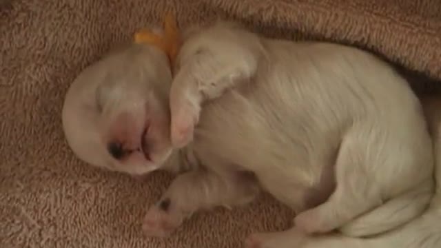 CUTE PUPPIES - 2 Weeks Old- Twitching and Eating Solid Food