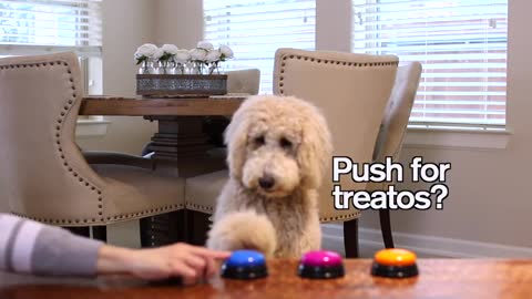 Push The Buzzer, Get The Treat | Training My Dog