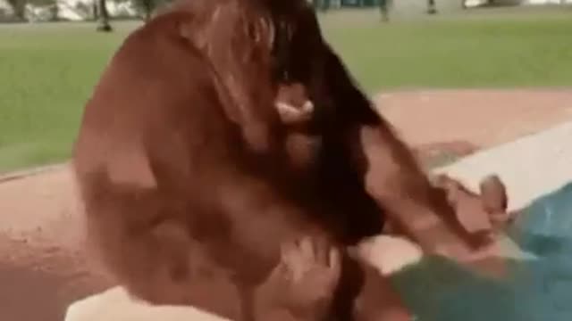 How is the funny orangutan monkey taking a bath?(look at the amezing video)