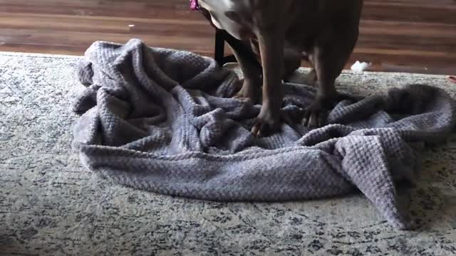 Foster Pittie Who Hid For Weeks Plays So Hard Now