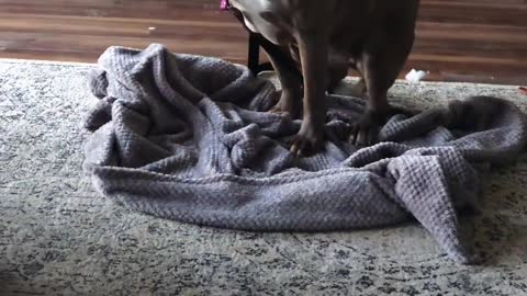 Foster Pittie Who Hid For Weeks Plays So Hard Now