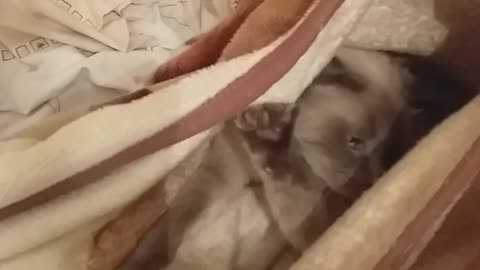 The cat is heated under a blanket