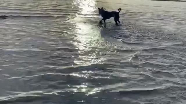Fetching from the water Training. Doc the SHARP!!! Gym Dog 🐕🐕✔