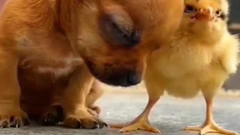 Try not to Laugh | Funny dogs true friendships. Try not to say ohhh..