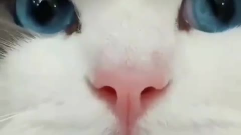 BLUE EYES