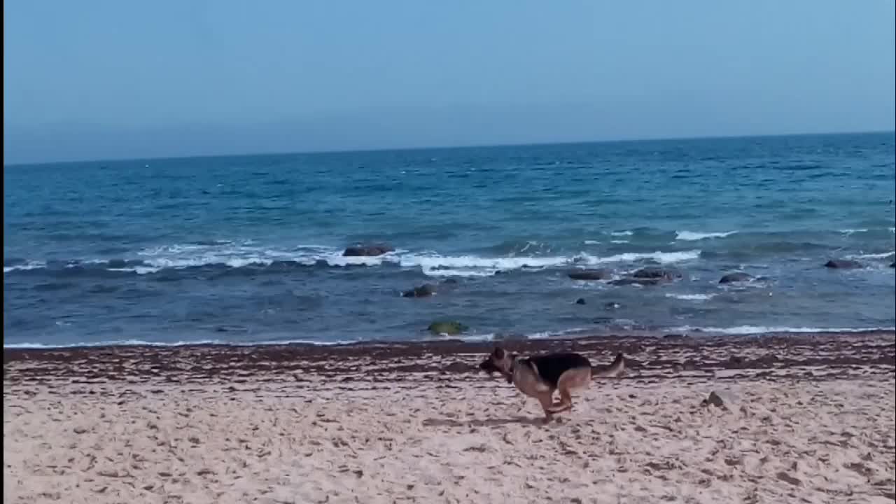 Morning walk by the sea with dogs