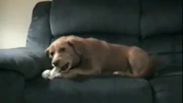 Dog thinks his own leg is trying to steal his bone