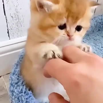Baby Cats - Cute and Funny Cat Videos #cat#tiktok#shorts
