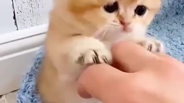 Baby Cats - Cute and Funny Cat Videos #cat#tiktok#shorts