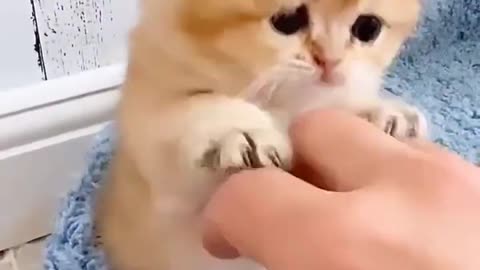 Baby Cats - Cute and Funny Cat Videos #cat#tiktok#shorts