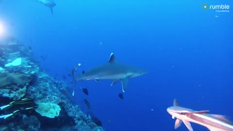 Hungry sharks closely approach scuba divers for handouts