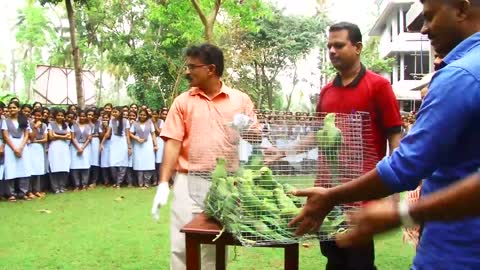 Releasing parrots from cage💚 ❤️