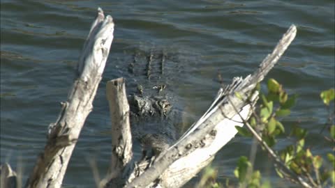 Alligator Swimming in Water Near the Offload Barge