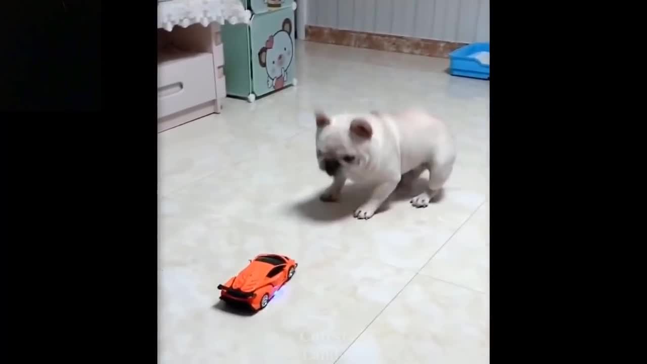 Transformer toy scares pug