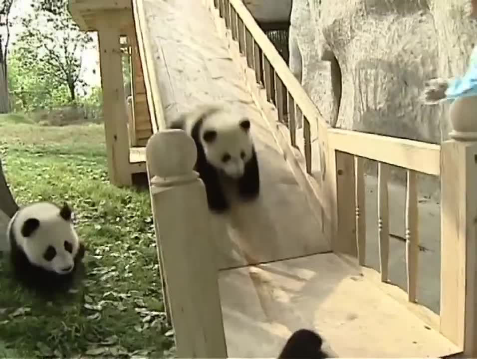 Cute pandas playing on the slide