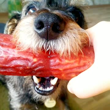 The dog rips out a stick of sausage