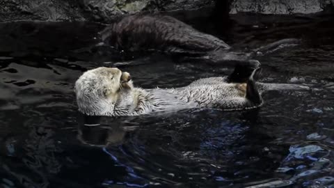 Sea Otters Swimming