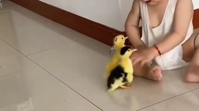 Kid with ducklings