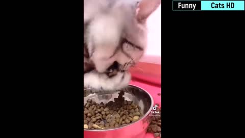 Funny cats...MUST WATCH!!!!!!!