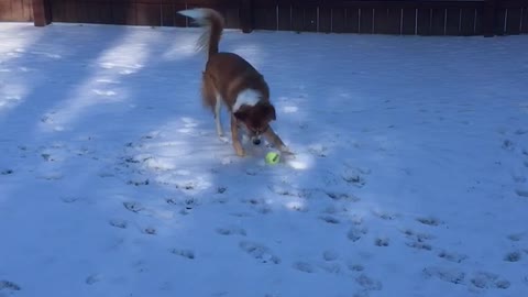 Brown dog running around with ball in snow
