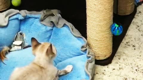 Smart Puppies - Love Cats