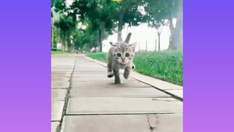 Cutest baby cat running