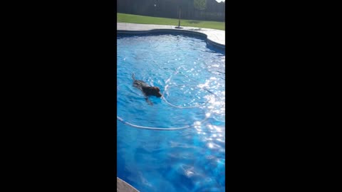 Maggie & Riley Swimming