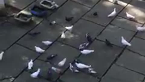 Vietnam pigeons